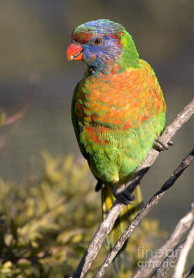 Wildlife Photograph - Rainbow Lorikeet #2 by Steven Ralser