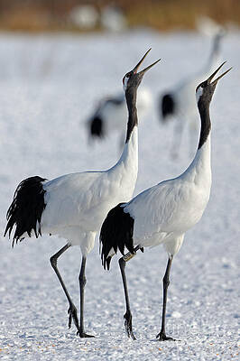 Winter Photograph - Red Crowned Crane Calling #2 by Natural Focal Point Photography