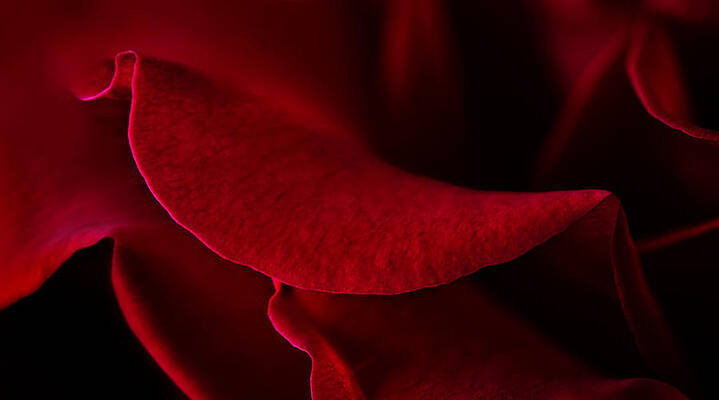 Bloom Wall Art featuring the photograph Ruby Lips by Mary Jo Allen