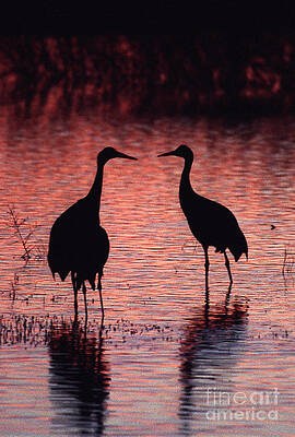Wildlife Photograph - Sandhill Cranes by Steven Ralser