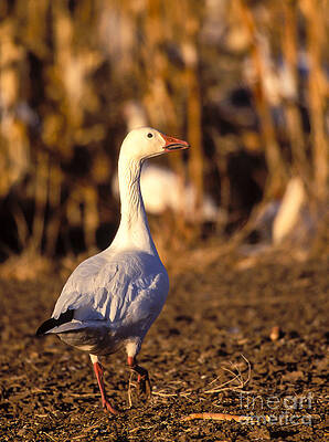 Wildlife Photograph - Snow Goose, Bosque Del Apache NWR, Socorro, NM by Steven Ralser