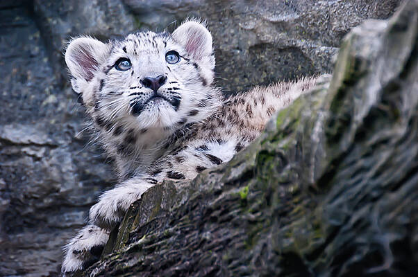 Photograph - Snow Leopard Cub #2 by Chris Boulton