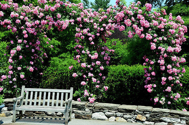 Love Photograph - Pink Rose Garden by Crystal Wightman