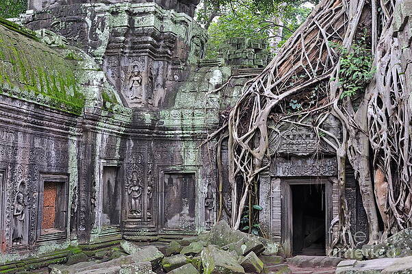 Tree Wall Art featuring the photograph Tree Roots On Ruins At Angkor Wat #2 by Sami Sarkis Photography