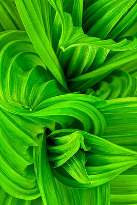 Photograph - Wavy Green #2 by Jeff Sinon