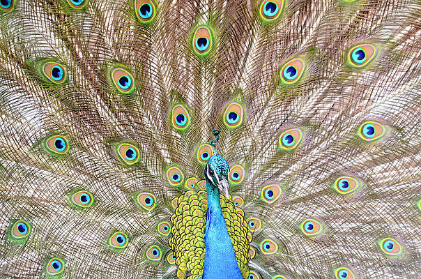 Wall Art featuring the photograph Peacock by Crystal Wightman