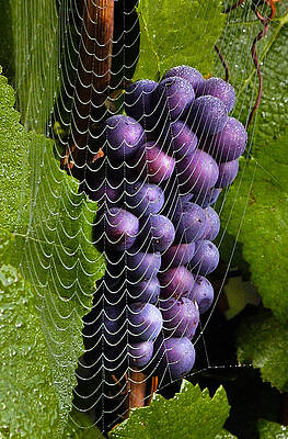 Abstract Photograph - Wine In A Web by Jean Noren