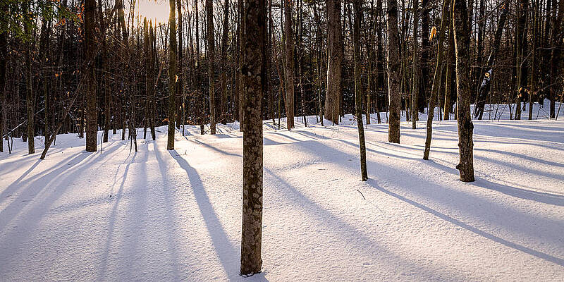 Wall Art featuring the photograph Winter Shadows #1 by Jeff Sinon