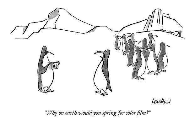 Penguins Discuss Camera Choice Wall Art