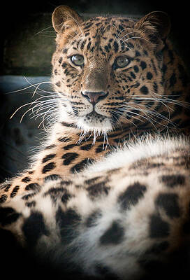 Majestic Leopard Resting Photograph