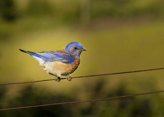 Bird Wall Art featuring the photograph Balancing Act #3 by Jean Noren