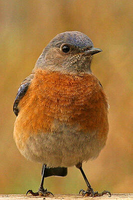 Wall Art featuring the photograph Bluebird #3 by Jean Noren