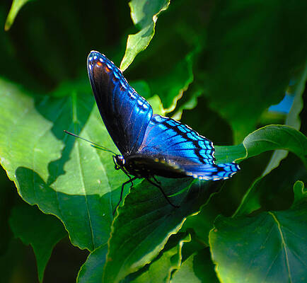 Blue Photograph - Butterfly #2 by David Hart