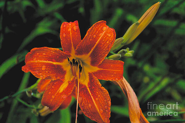 Spring Wall Art featuring the photograph Day Lilly #3 by William Norton