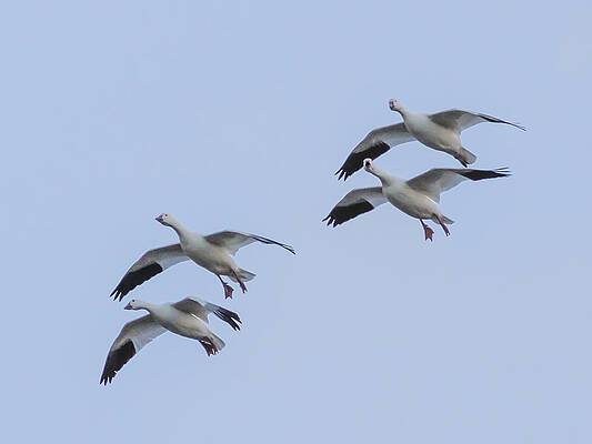 Beautiful Photograph - Flying Snow Geese #3 by Jean Noren