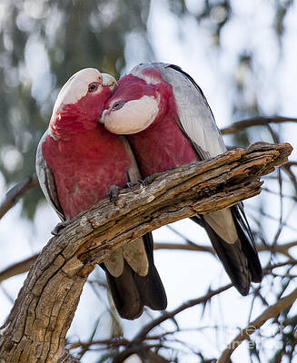 Wildlife Photograph - Galahs #4 by Steven Ralser