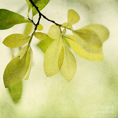 Delicate Green Leaves in Sunlight Wall Art