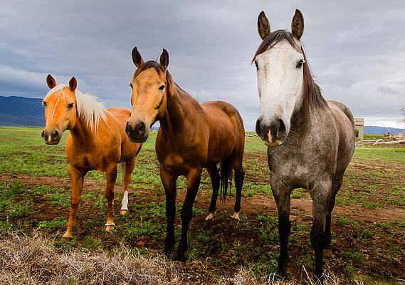 Nature Photograph - 3 Horses by Jean Noren