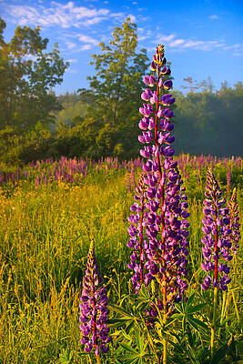 Sky Wall Art featuring the photograph Morning Lupine by Jeff Sinon