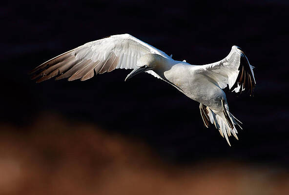 Bird Wall Art featuring the photograph Northern Gannet #3 by Grant Glendinning