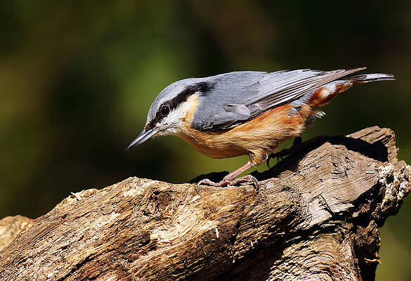 Bird Wall Art featuring the photograph Nuthatch #3 by Grant Glendinning