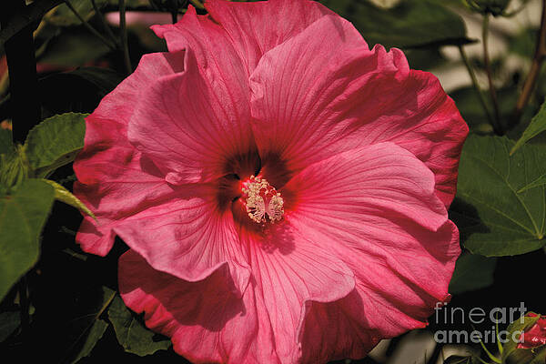 Summer Photograph - Pink #3 by William Norton