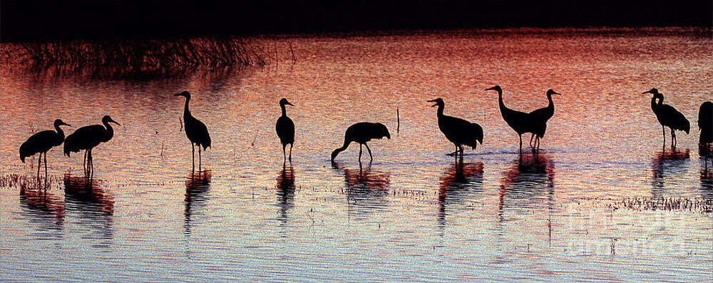 Wildlife Photograph - Sandhill Cranes #1 by Steven Ralser