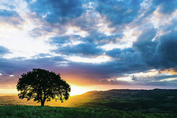 Wall Art featuring the photograph Single Tree On The Tuscan Hills #3 by Deimagine
