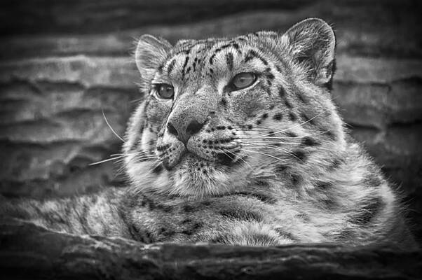 Photograph - Snow Leopard #3 by Chris Boulton