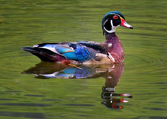 Colorful Wood Duck in Tranquil Water Photograph