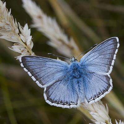 Delicate Wall Art featuring the photograph Common Blue Butterfly #2 by Shirley Mitchell