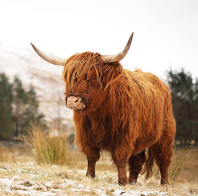 Scottish Highland Wall Art featuring the photograph Highland Cow #4 by Grant Glendinning