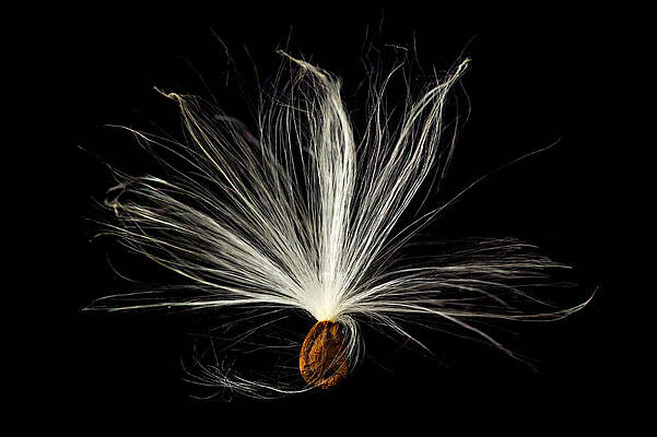 Fall Wall Art featuring the photograph Macro Photo Of Swamp Milkweed Seed Pod #4 by Steven Heap