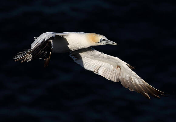 Bird Wall Art featuring the photograph Northern Gannet #4 by Grant Glendinning