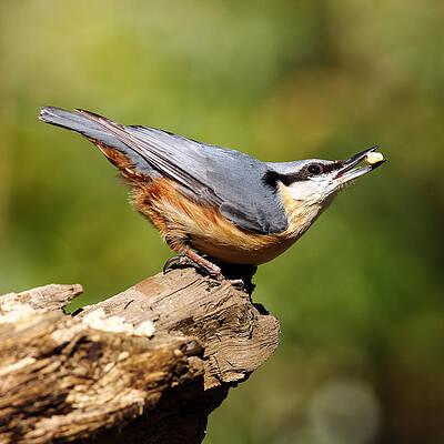 Bird Wall Art featuring the photograph Nuthatch #4 by Grant Glendinning