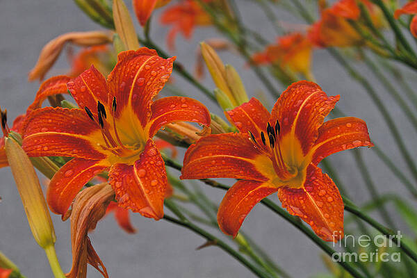 Spring Wall Art featuring the photograph Day Lilly #5 by William Norton