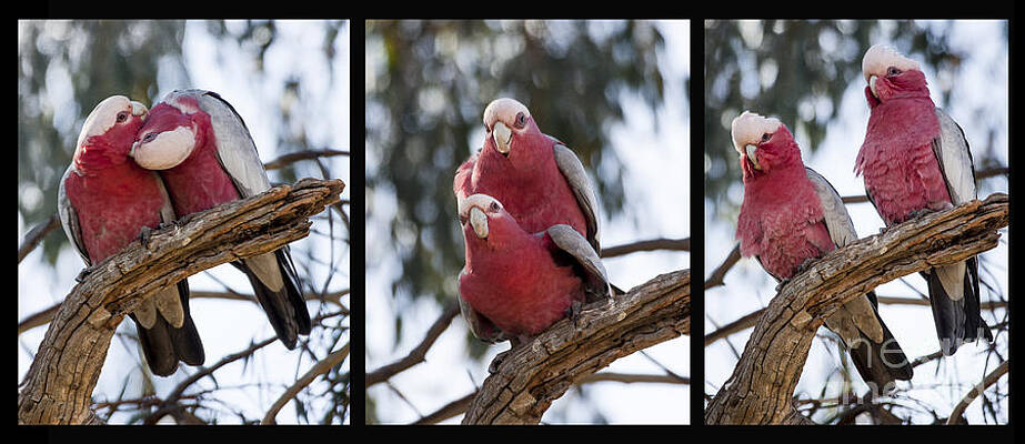 Wildlife Photograph - Galahs #2 by Steven Ralser