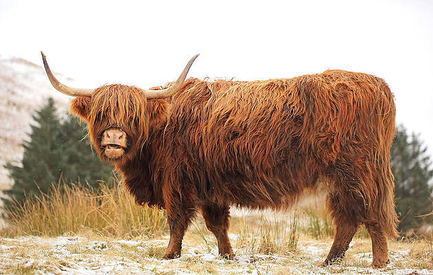 Scottish Highland Wall Art featuring the photograph Highland Cow #5 by Grant Glendinning