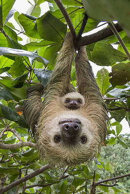 Hoffmanns Two-toed Sloth And Old Baby by Suzi Eszterhas