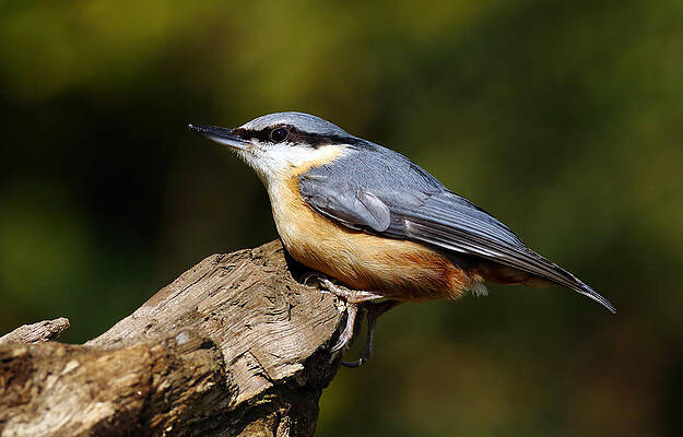Bird Wall Art featuring the photograph Nuthatch #5 by Grant Glendinning
