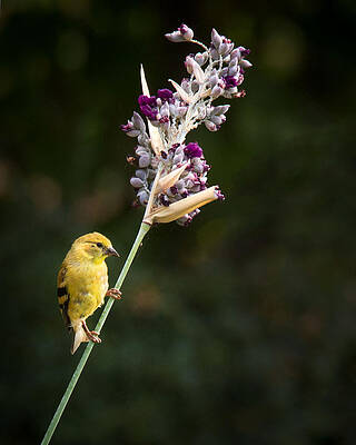 Wild Wall Art featuring the photograph Balancing Act #7 by Jean Noren