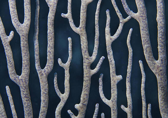 Wild Wall Art featuring the photograph Coral Design #6 by Jean Noren
