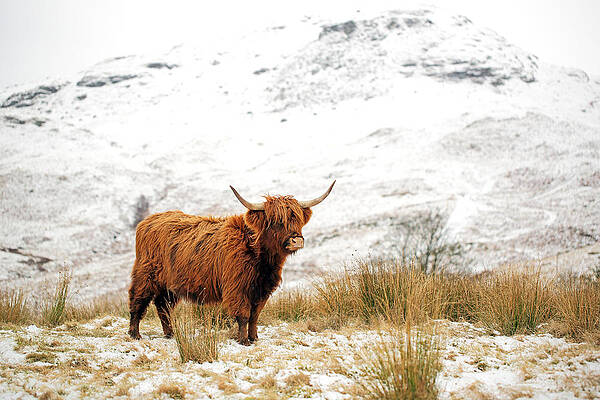 Highland Cow in Snowy Landscape Wall Art