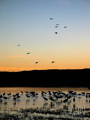 Wildlife Photograph - Sandhill Cranes #3 by Steven Ralser