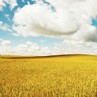 Wall Art featuring the photograph Summer Field #6 by Lkpgfoto