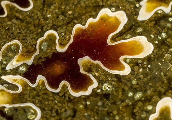 Abstract Photograph - Oak Leaf Jasper Detail by Jean Noren