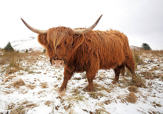 Scottish Highland Wall Art featuring the photograph Highland Cow #8 by Grant Glendinning