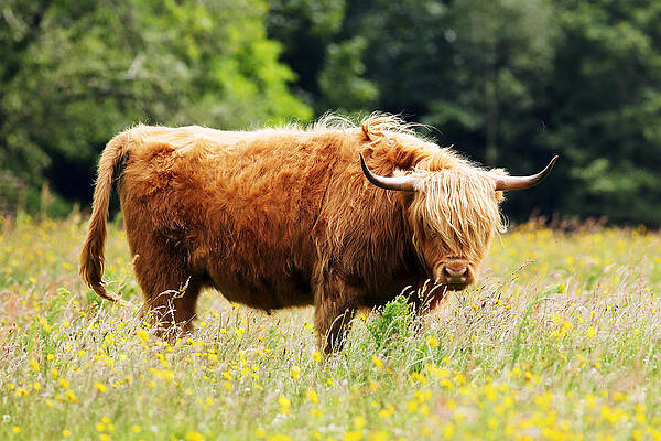 Scottish Highland Wall Art featuring the photograph Highland Cow #9 by Grant Glendinning