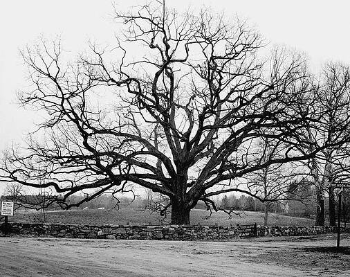 Majestic Winter Tree Wall Art