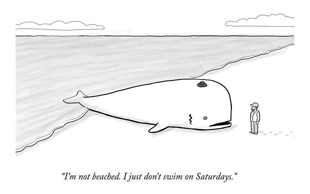 Beached Whale Humour Wall Art